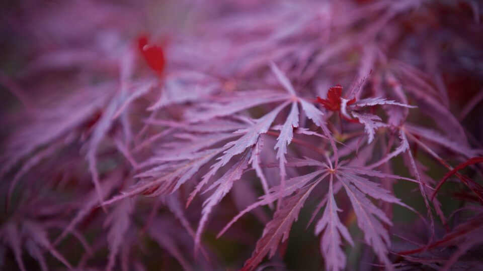 Acer