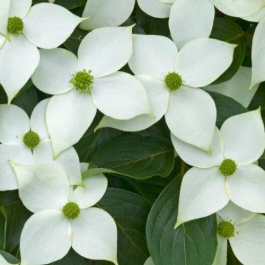 Cornus kousa Chinensis