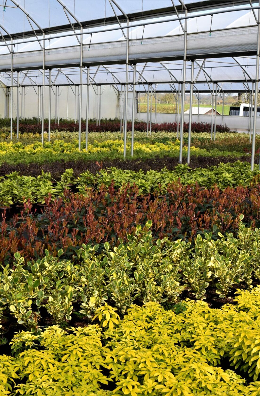 6 Choisya Ternata Sundance, griselinia littoralis variegata, photinia red robin