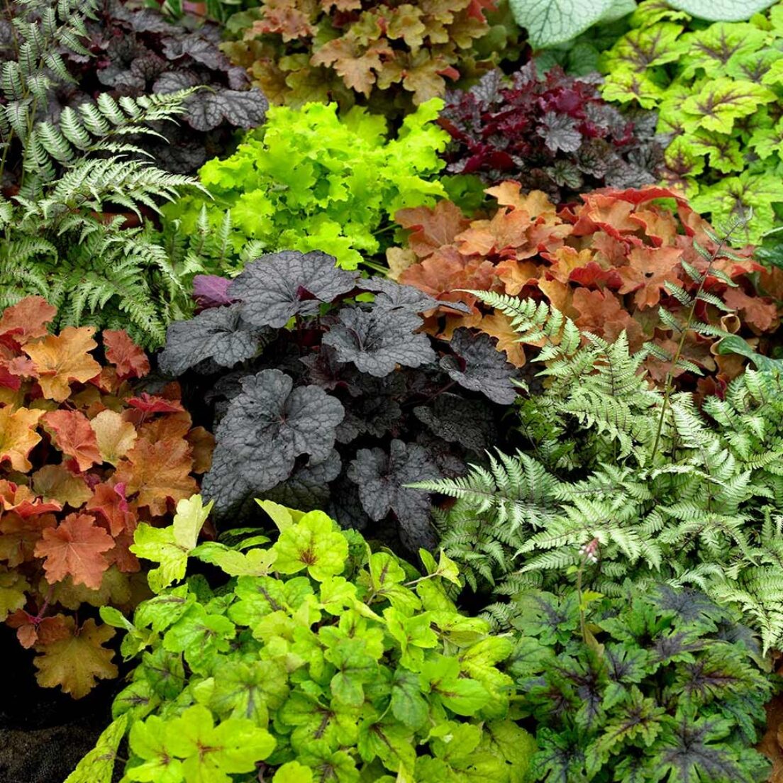 134. Heuchera Collection - September