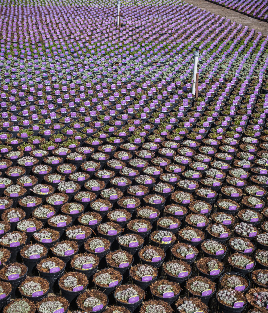 Worfield Alpines 2