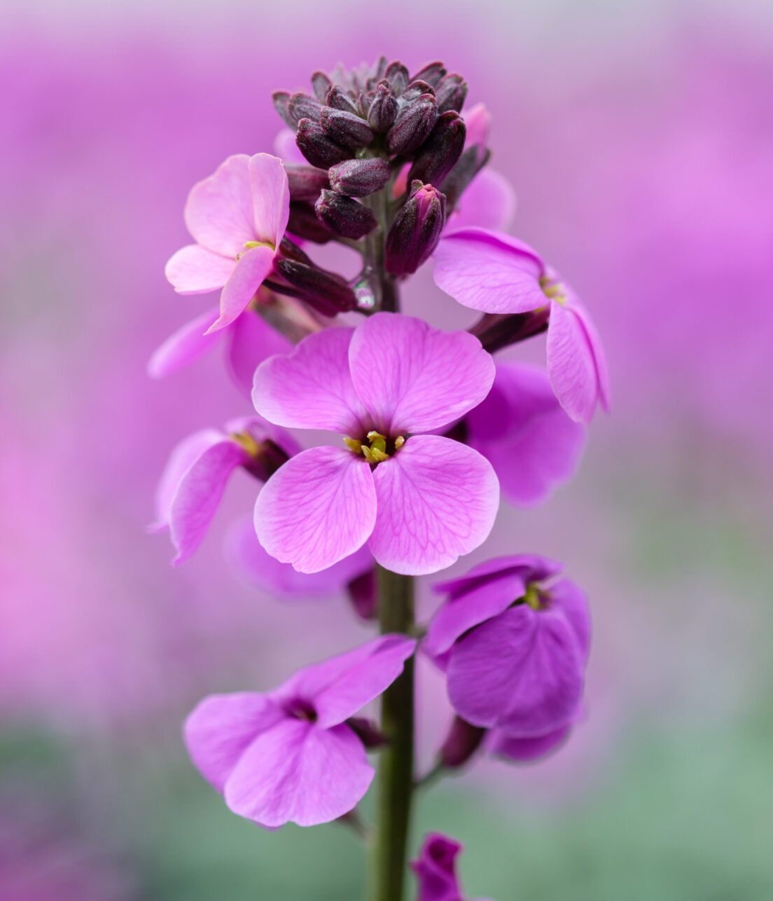 Erysimum Bowles Mauve1